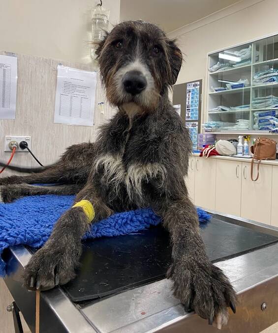 HERO: Bruce the wolfound came to the rescue during a trip to the Bega vets recently. Picture: SUPPLIED