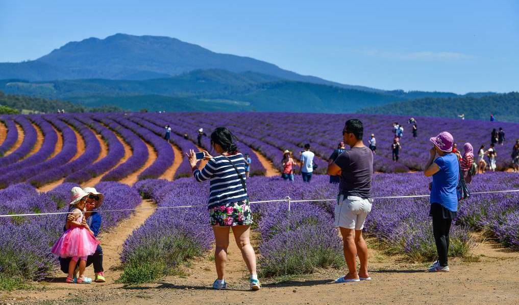 Australia's domestic tourism is bouncing back against the impact of Covid. Pictured is Bridestowe Lavender Estate in Tasmania.