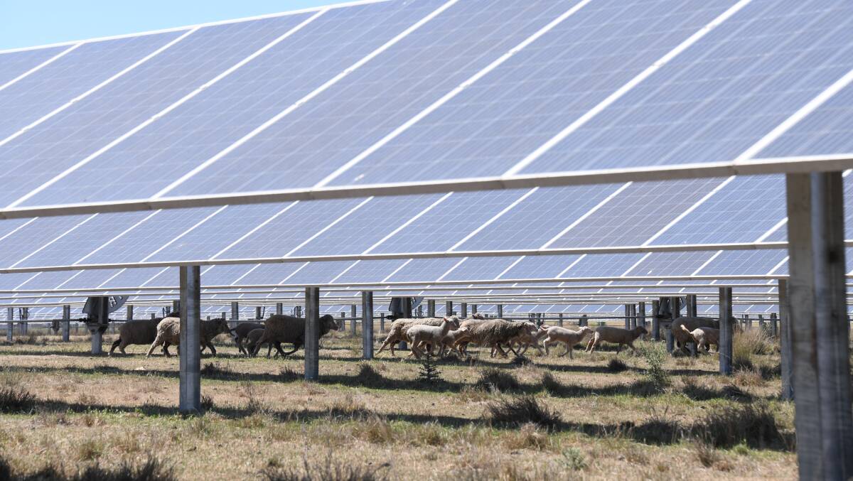 A solar farm in Dubbo which doubles as grazing land for a herd of sheep. Picture by Amy McIntyre