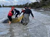 TEAMWORK: Port Fairy Surf Life Saving Club, Port Fairy Marine Rescue Service and Melbourne Zoo worked together to bring an injured turtle to shore.
