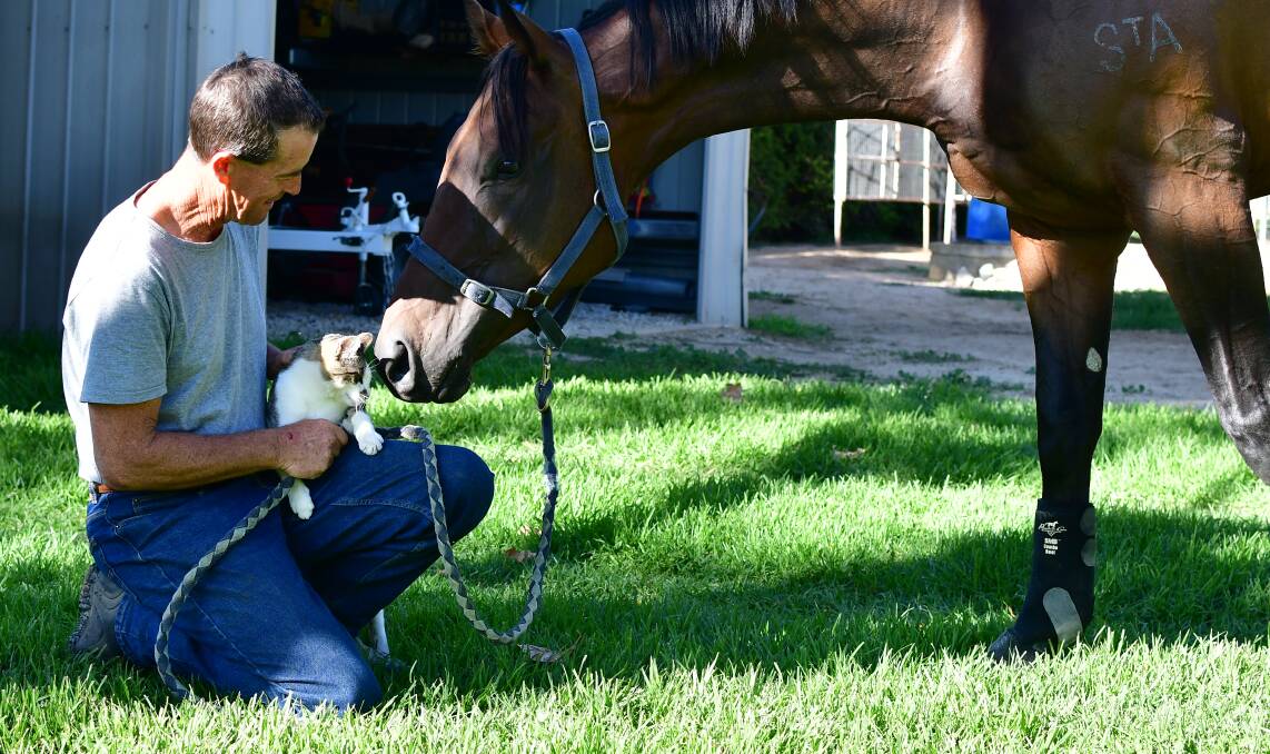 IN WITH A CHANCE: Bathurst trainer Andrew Ryan, his cat Tom and Country Championship Qualifier starter Ave. Photo: BRADLEY JURD