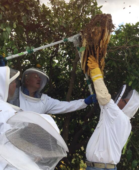Buzzing: The Mudgee Bee Group removing a large swarm from a grapefruit tree in Gulgong. Visit www.facebook.com/Mudgeebeegroup.