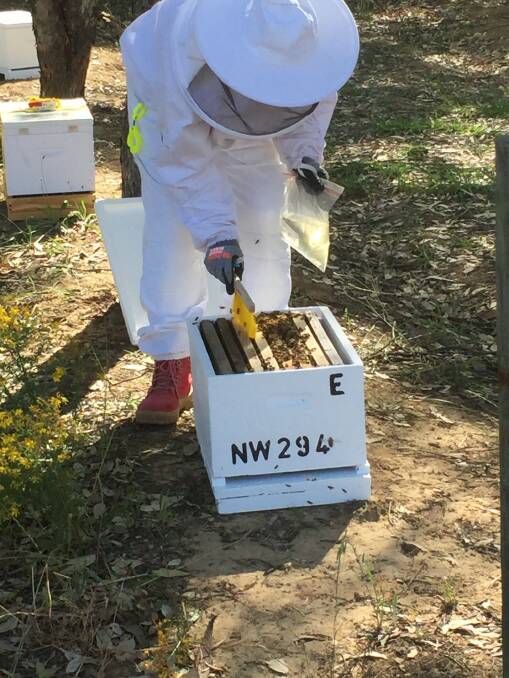 Stay on Top: Beekeepers are encourage to inspect their hives in October to ensure they are disease free.