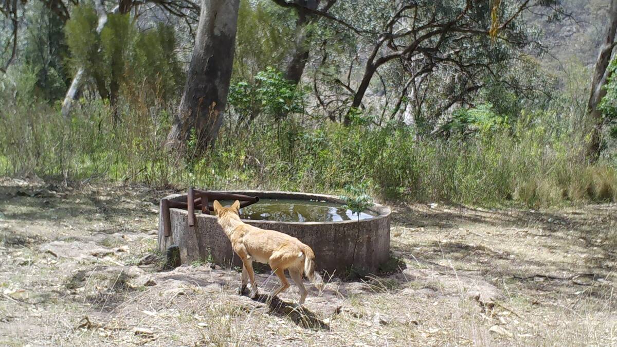 Finding Solutions: Wild dog detected on a remote camera in the upper Bylong area. Watershed Landcare Pest Animal Group Coordinator 0438 090 525.