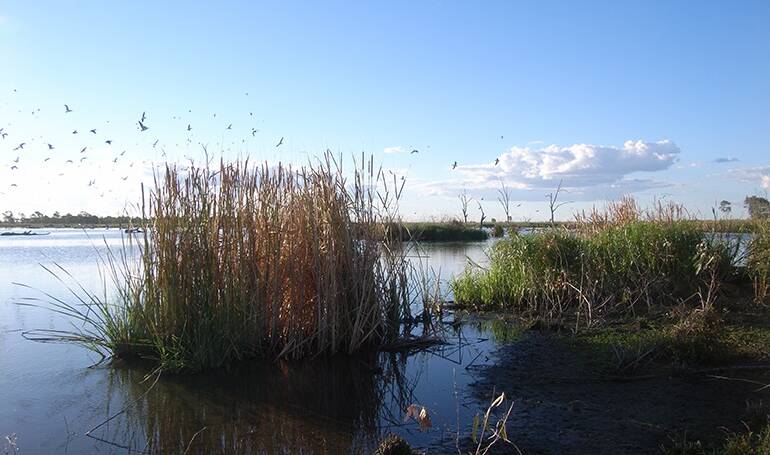 Picture Perfect: Loudens Lagoon in the Macquarie Marshes S.Bowen OEH. Water managers will target a 20,000-hectare area of the Marshes to improve habitat health.