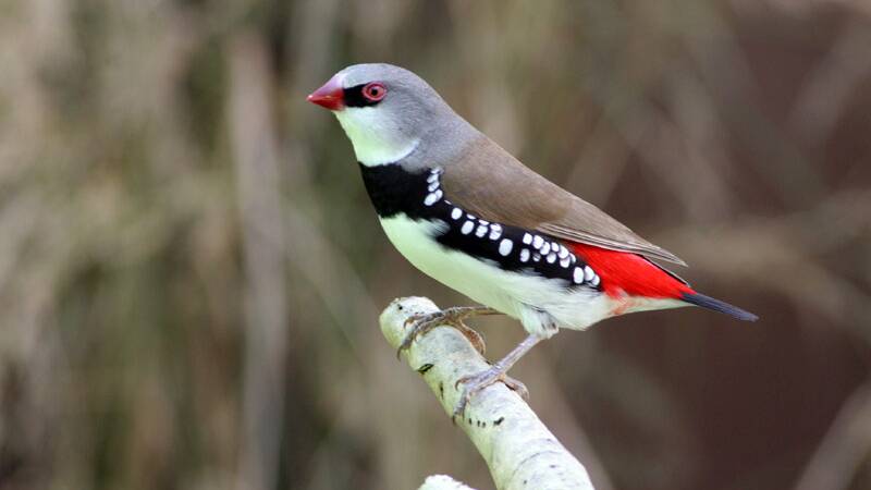 Source: http://birdlife.org.au/australian-birdlife/detail/key-biodiversity-areas-natures-hotspots.