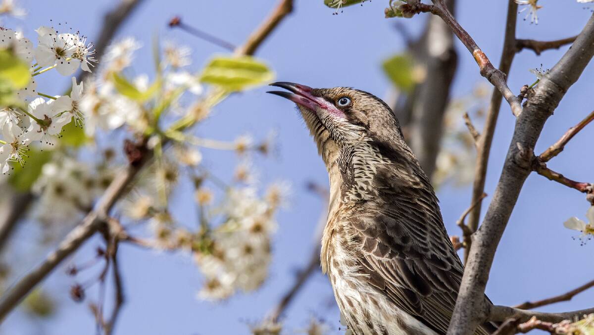 Feathered Friends: Spiny-cheeked Honeyeater. For more information and tips visit ww.aussiebirdcount.org.au. Photo: Mark Leary