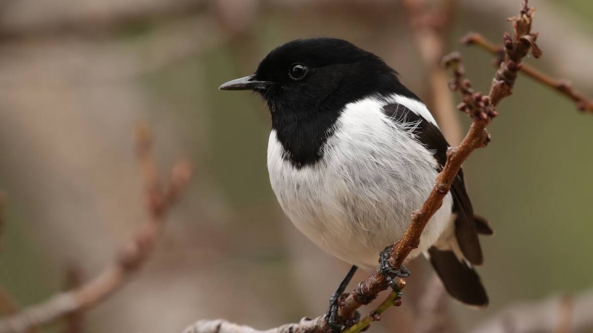Spot On: Ever wanted to record what birds are in your area? Come to woodland bird identification workshop. Pictured Hooded Robin.