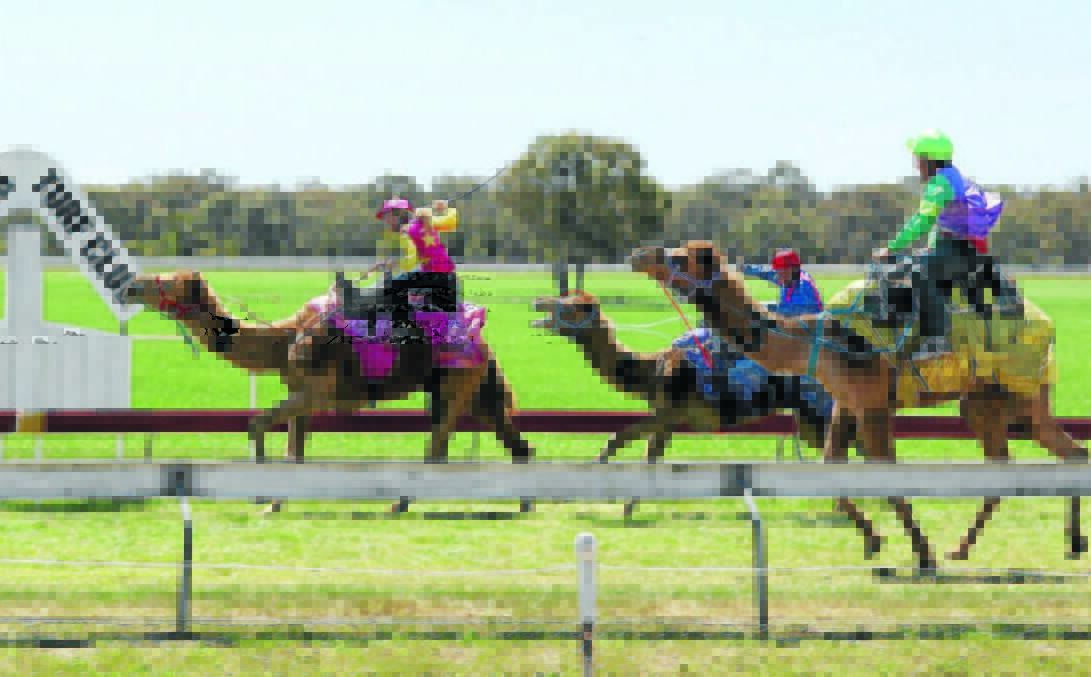 Colourful Race: The camel races at the family fun day are a highlight of the Gulgong racing calendar.