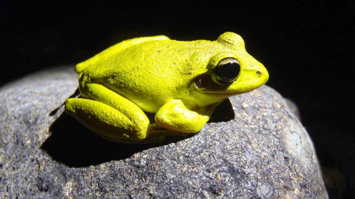 Hopping Mad: Stoney Creek Frog (Litoria wilcoxii, male). Frog Night will be held in the Straw Bale Shed October 31.