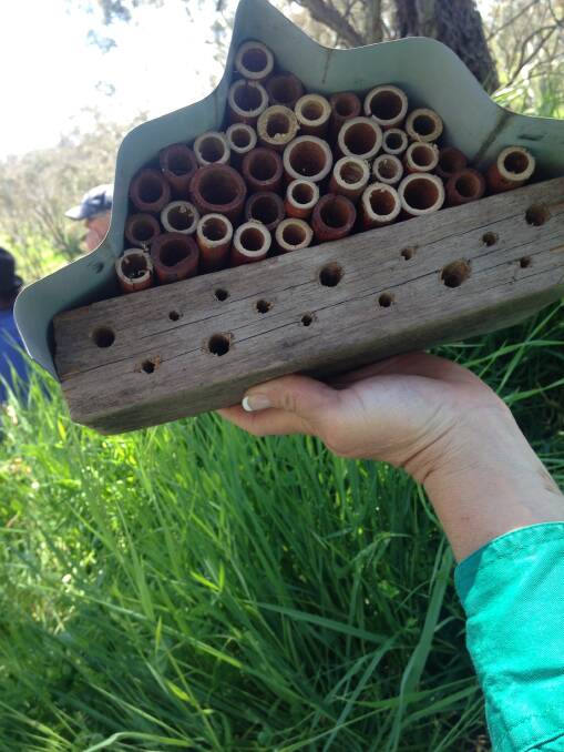 Bee Motels: You can also provide habitat for cavity-nesting insects by bundling together hollow stems from pruning. The only limit is your creativity!