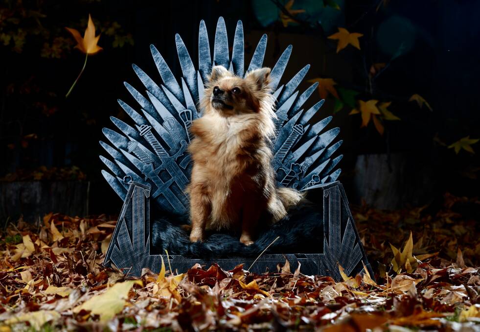 GAME OF BONES: Pica the Pomeranian sits upon her Iron Throne bed, inspired by the popular Game of Thrones television series. Photo: PHIL BLATCH