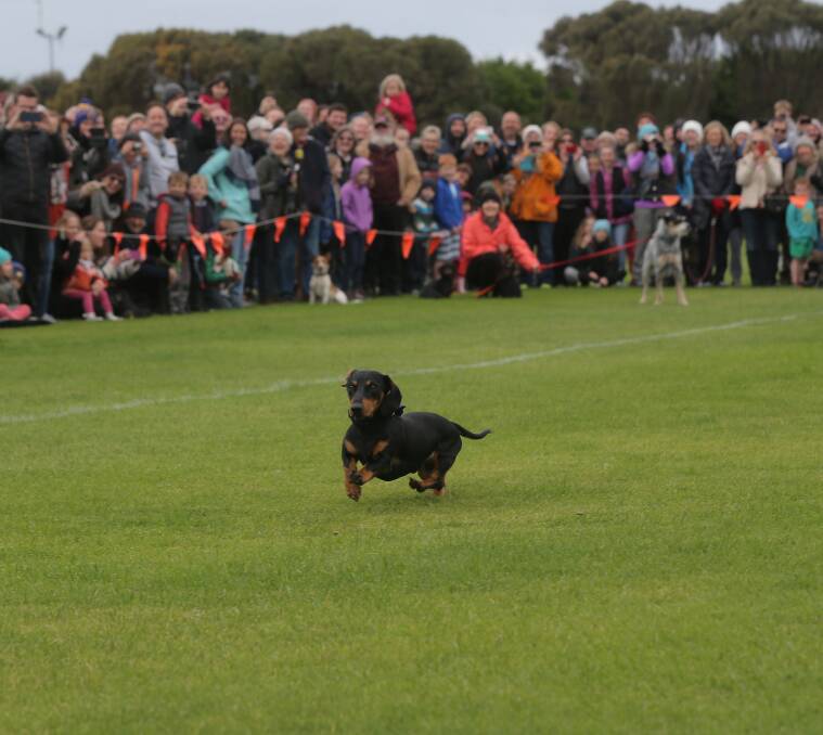 RUN SAUSAGE RUN: More than 60 dachshunds competed in the annual race at Southcombe Park. Pictures: Vicky Hughson