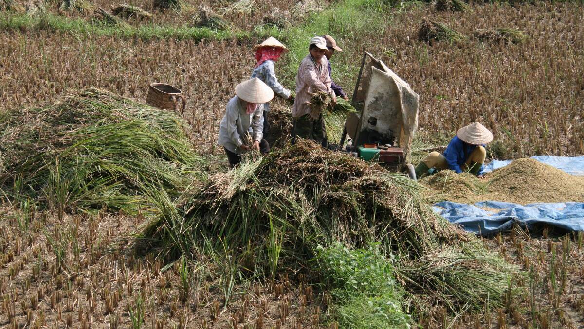 Hard at work in the fields ... north-west Vietnam is still largely based on subsistence agriculture. 