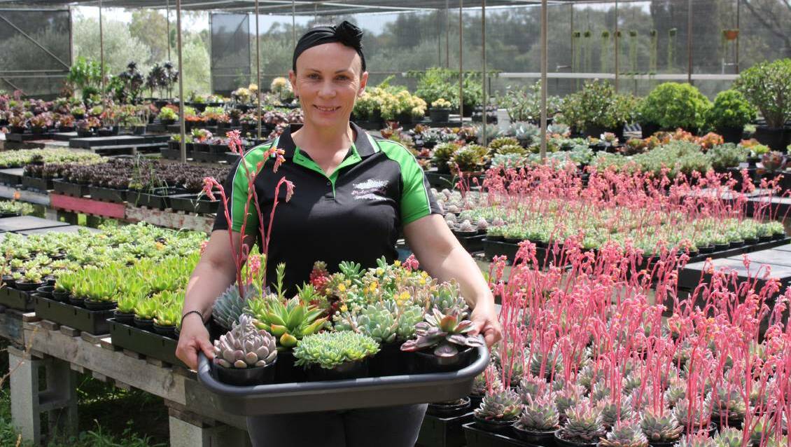 PLANTS: Nicole Clarke of Mudgee Succulents in her "massive" shade house holding some of her succulents. Picture: ADAM CLARKE