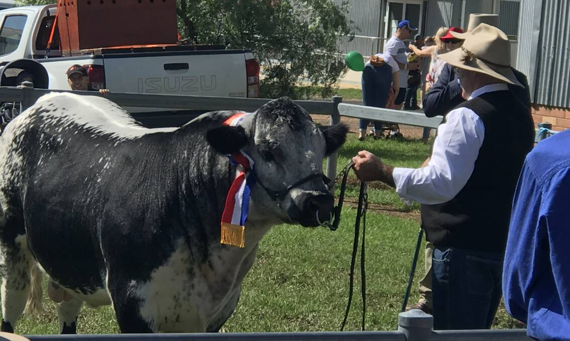 Alex Pateman with Grand Champion Bull, Rose Hill Secret's Out, at the 2020 Mudgee Show.