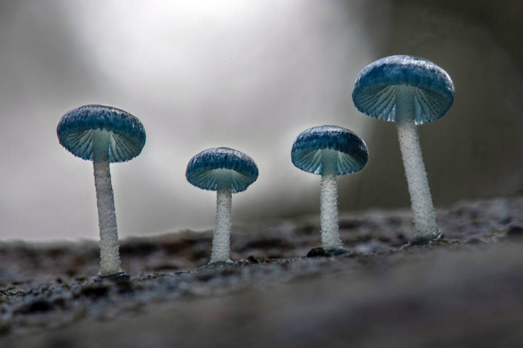 FUNGI: Mycena interrupta commonly known as the pixie's parasol, is a species of mushroom found in Australia. Picture: ALISON PULIOT