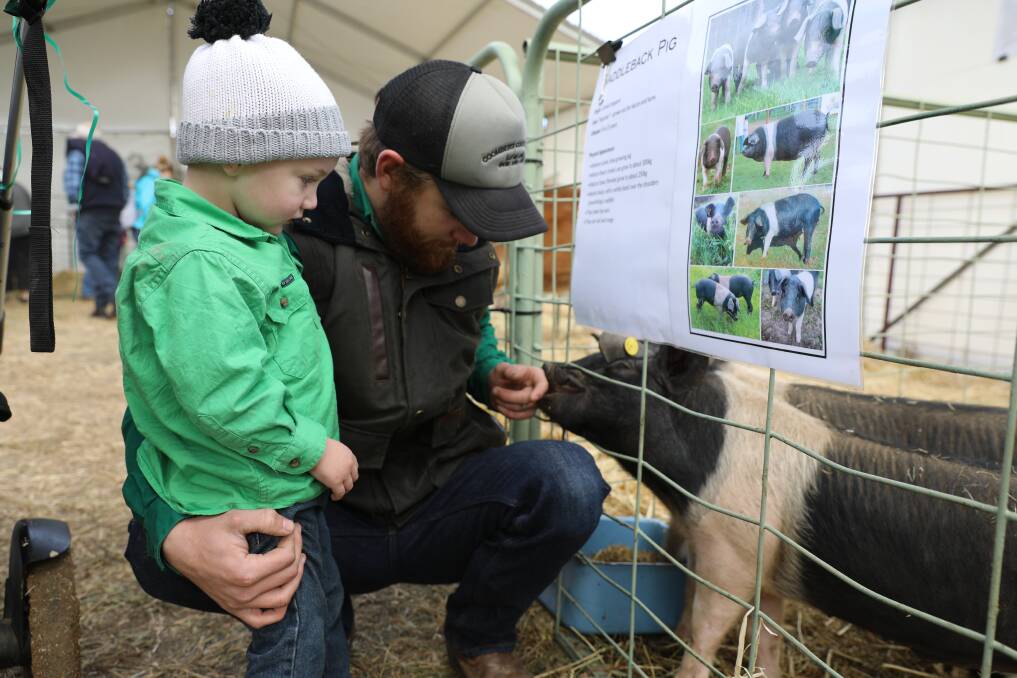 Ryan and Jacob Woods meeting a pair of saddleback pigs at the 2019 Mudgee Small Farm Field Days. Picture: Simone Kurtz