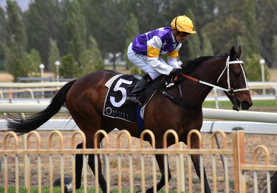 SPELL DID SOME GOOD: Mathew Cahill rode Geoff O'Brien's Vega De Lago to victory in the Mudgee Cup Sprint after the gelding had a 'long' spell. Photo: Jay-Anna Mobbs