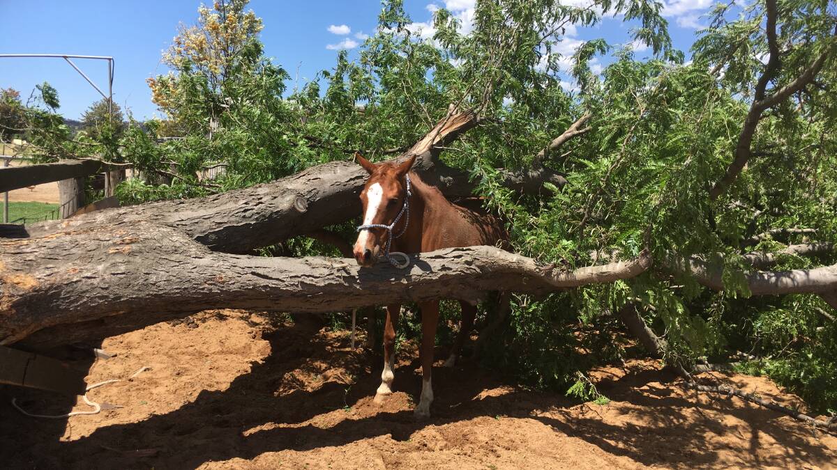 The super lucky Australian Stock Horse mare, Susie Wong, moments after this old tree she was tied to crashed down on her.