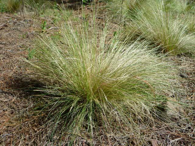 Serrated tussock: A life span of over 20 years and a mature plant can produce more than 140 000 seeds per year which can be blown up to 20 km by wind.