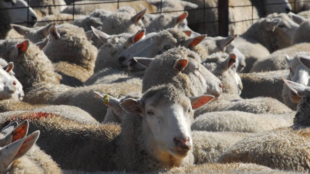 Wool production down - and so is Central West farmers' revenue