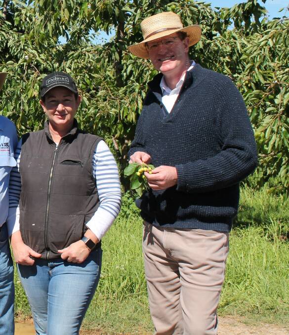 EXPORT DRIVE: Orange region cherry grower Fiona Hall with the member for Calare Andrew Gee at a Central West cherry orchard. Photo: Supplied
