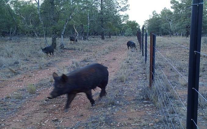 TIME TO BAIT: Farmers are looking out for feral pigs.