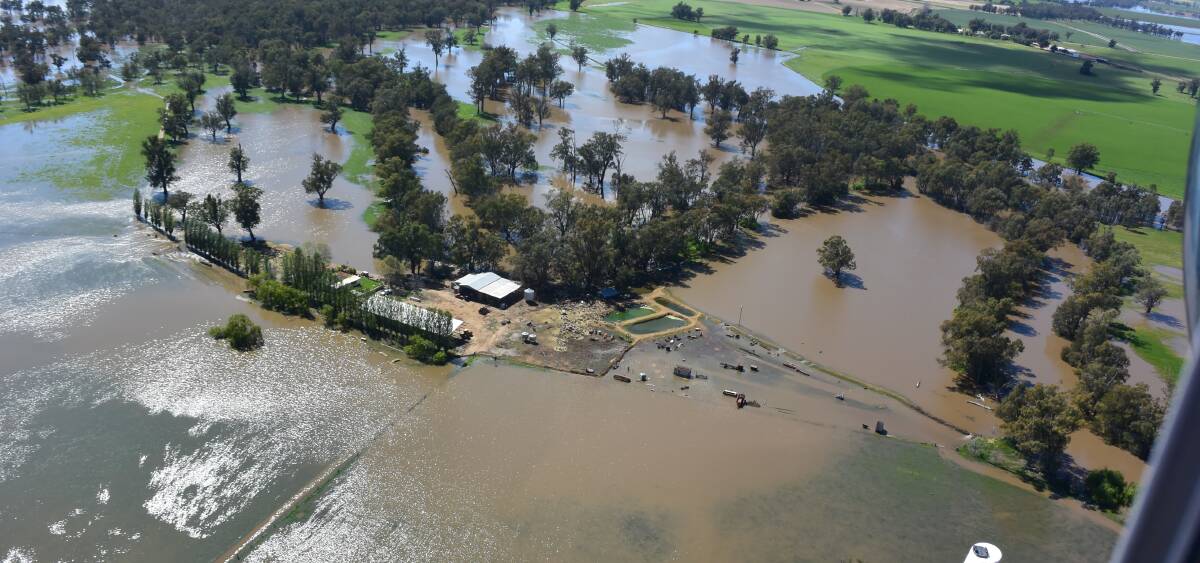 Mounting cost:  More than 145,314 hectares of pasture has been lost in recent floods across Central West NSW. 