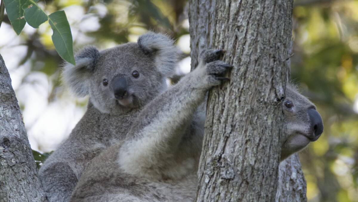 In Trouble: In 1992, the NSW Government listed the koala as a threatened species and in the same year koala populations in QLD, NSW and ACT were listed as vulnerable to extinction. 