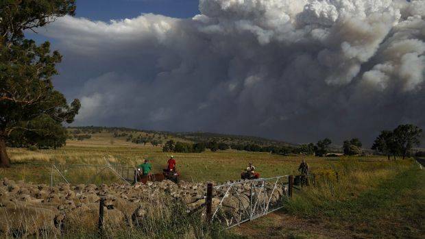 SAD SCENE: Livestock being relocated from near Coolah as smoke from the Sir Ivan fire east of Dunedoo, seen in the background, on Sunday. Photo: ALEX ELLINGHAUSEN 