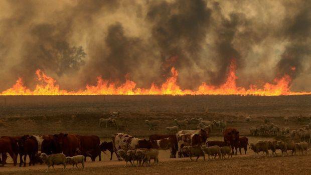 NATURAL DISASTER: Cattle and smoke near the Sir Ivan fire. Photo: DEAN SEWELL