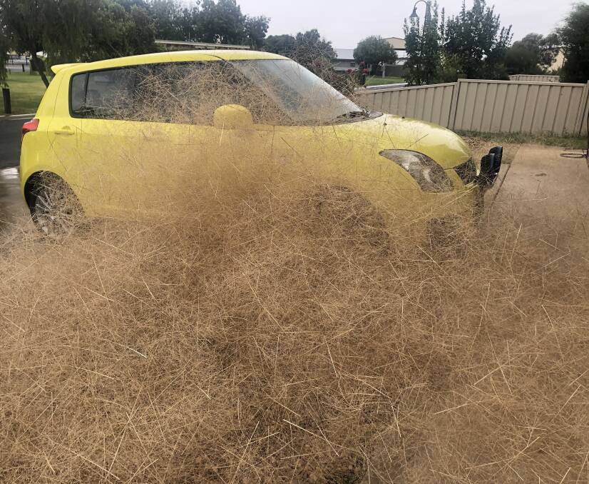 WEED WORRIES: Hairy panic has almost eclipsed Glenn Sheehan's parked car in Temora. Picture: Supplied