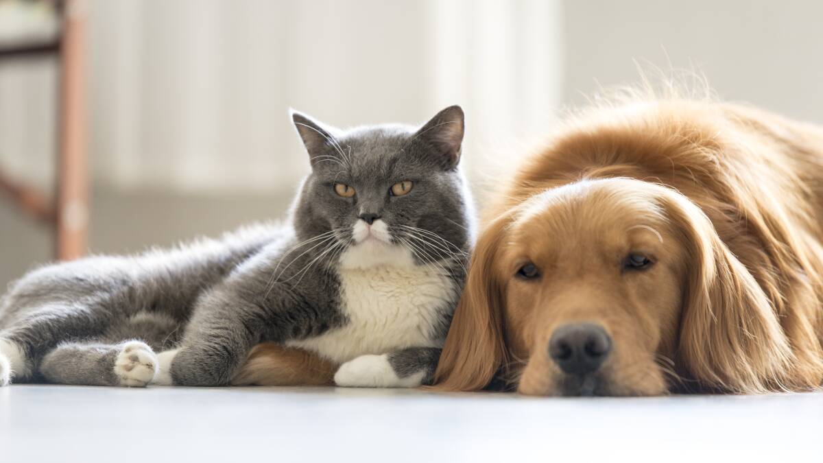 PERMITS INTRODUCED: As of July 1, 2020 annual pet permits will be in place. Photo: Stock