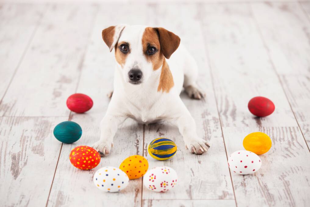 SWEET: Animals can sniff out chocolate Easter eggs so keep them out of reach.