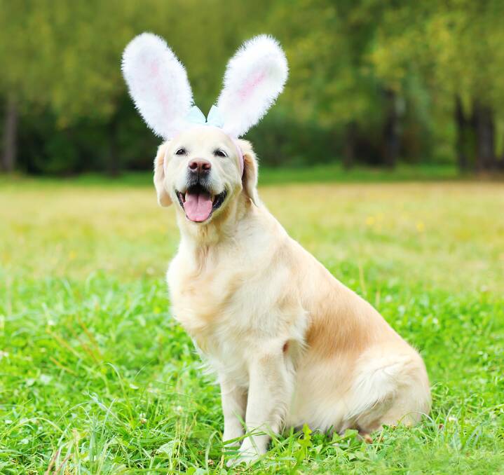 HAPPY EASTER: Enjoy Easter with your pet - without the chocolate.