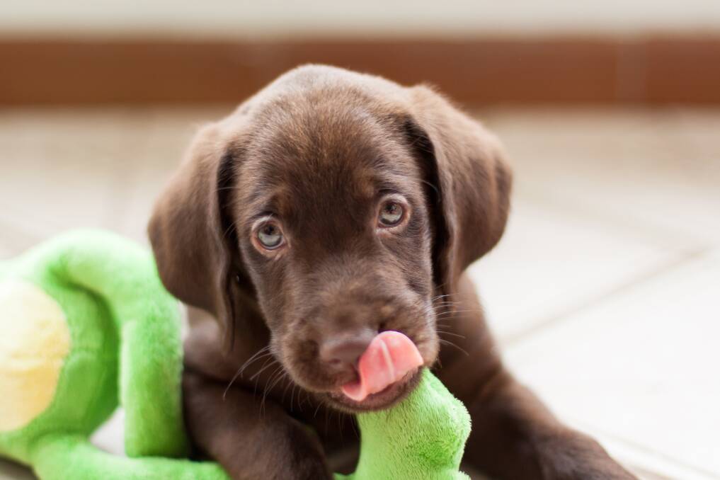 KEEP THEM SAFE: Chocolate contains cocoa, which is toxic to dogs and other pets.