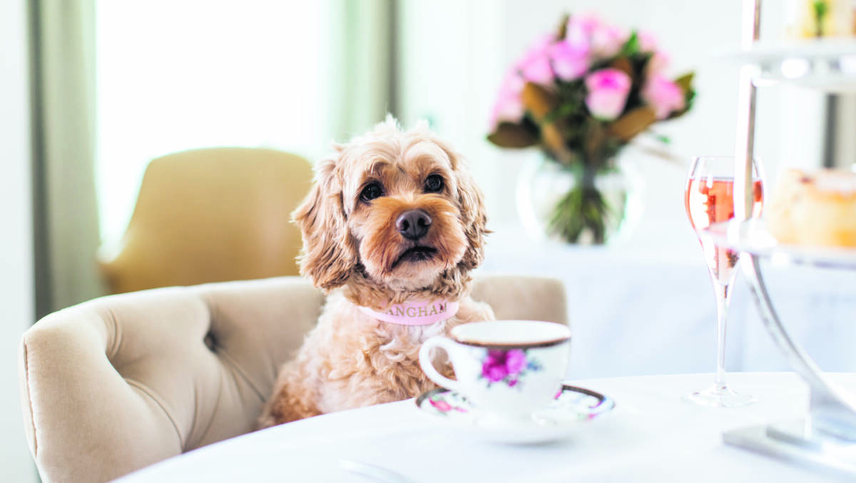 TEA, ANYONE?: The Langham Sydney pampers pooches as well as their owners. Picture: Supplied