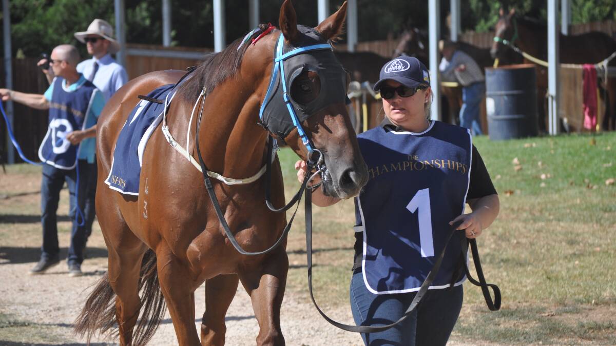 READY TO GO: Ori On Fire is guided to the parade ring ahead of the 2019 country championship qualifier at Mudgee. 