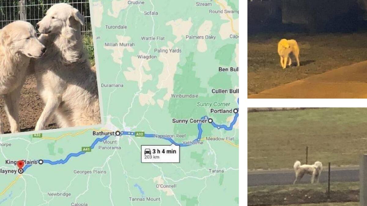 Wait until you see the road missing dog Brown has travelled. Photos: supplied