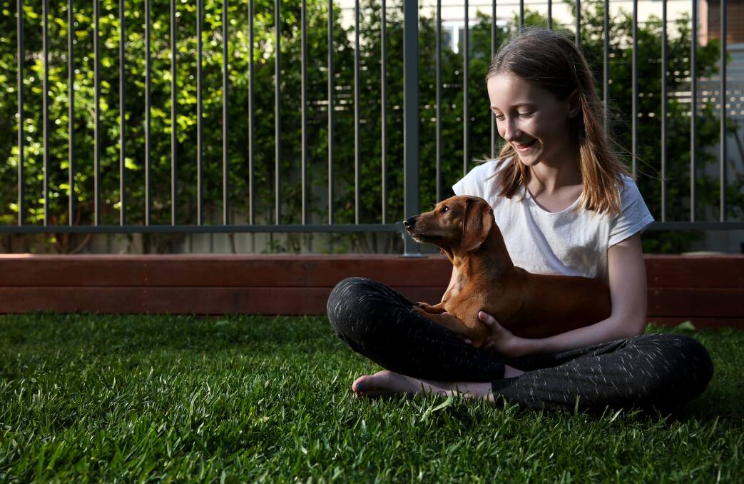 BRAVE: Priya Hartigan, 11, with her dog Slinky. The five-kilogram dachshund fought a one-metre eastern brown snake to the death in the family's backyard this week. Picture: Simone De Peak