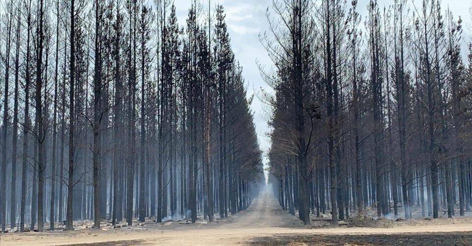 Burnt pine plantations in Wade Junction, near Portland.
