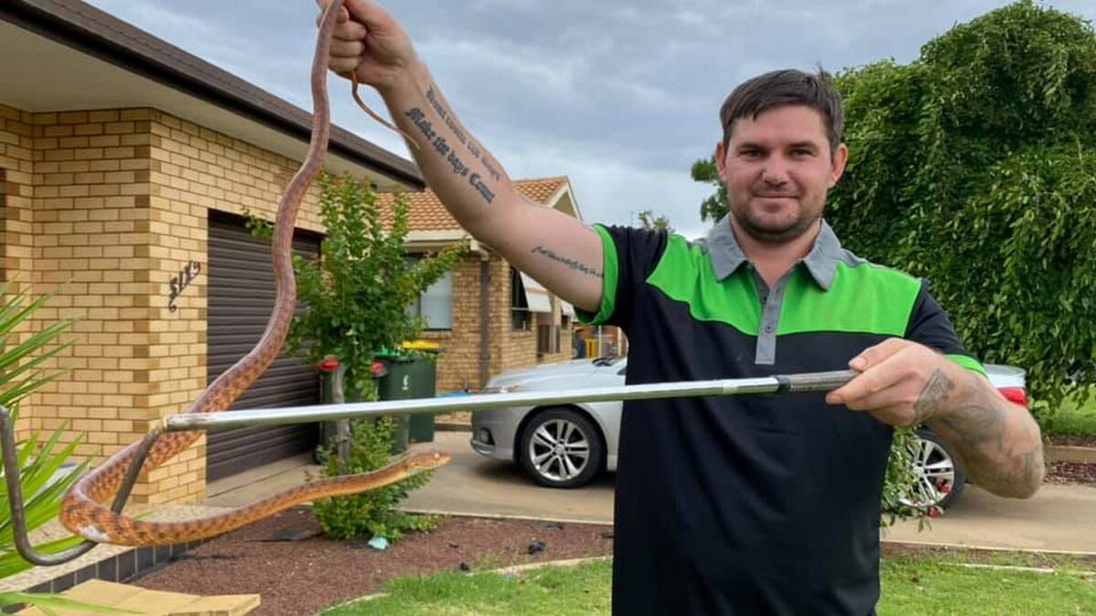 Slithery rescue: Outwest Snake Catcher business owner Kyle Lundholm with a brown tree snake he rescued from a shipping container in Dubbo. Picture: Outwest Snake Catcher/Facebook
