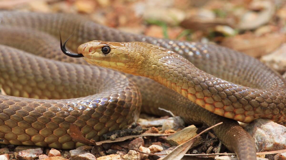 THRIVING: Snakes, like this western brown, have bounced back recently after being hit hard by the drought. Photo: FILE