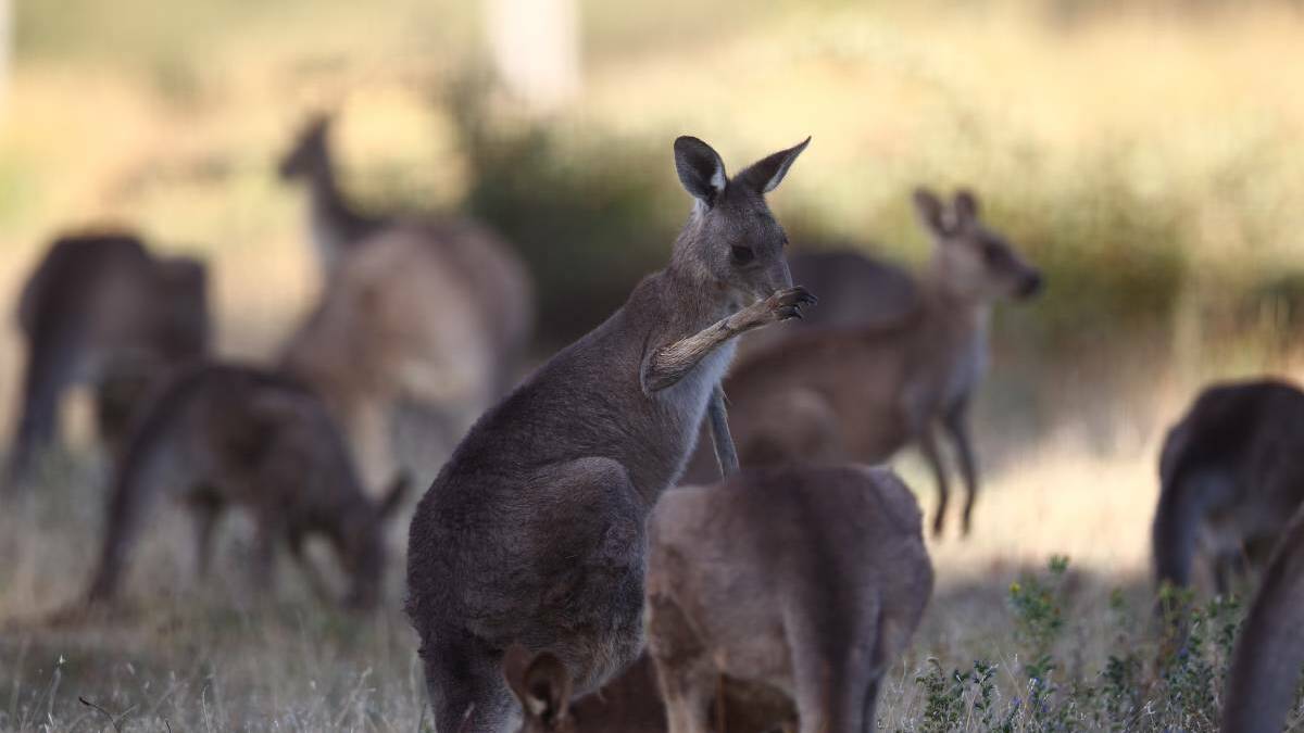Two jailed for torturing, killing kangaroo after it hit car