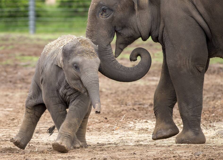 THE CUTE FACTOR: Taronga Western Plains Zoo has experienced a baby boom in the past few years, with adorable new additions like this elephant calf.