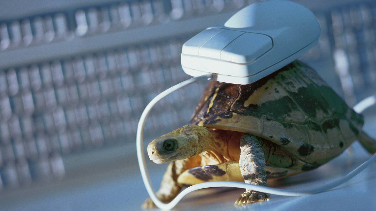 Internet stuck on turtle speed? Photo: File