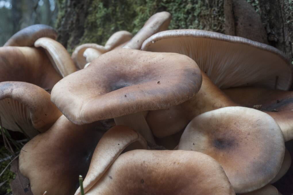 NOT SO TASTY AFTER ALL: These seemingly innocuous mushrooms will make you spew violently. Picture: ALISON POULIOT