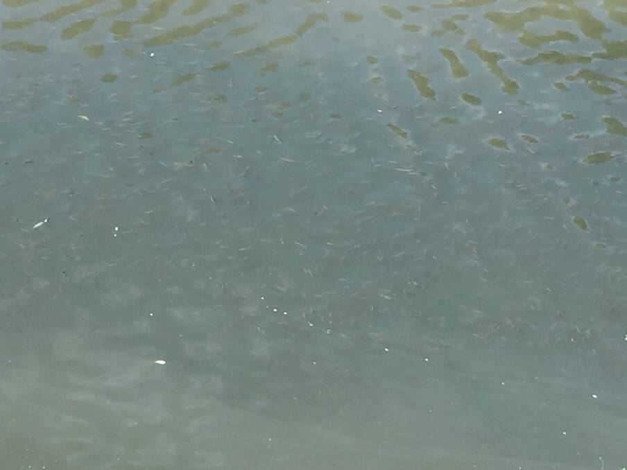 Cataract Gorge is playing host to a large school of fish. Picture: Tess Brunton