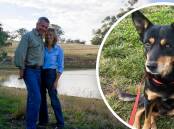STORYBOOK ENDING: Malcolm and Denise McDonald from Cudal were happy to help and return Tyson the kelpie (inset) to his home near Hay. Photos: SUPPLIED.